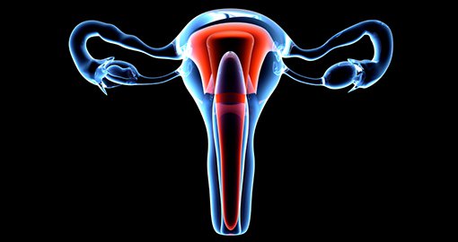 Cervix, ovarium, eierstokken, gynaecologie