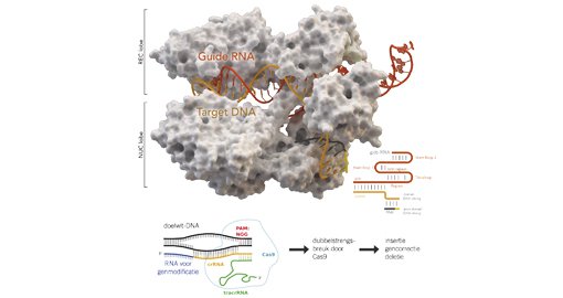 CRISPR genome