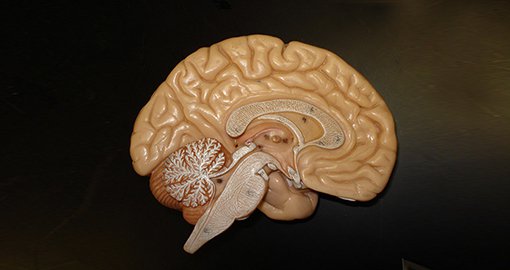 Neurologie, hersenen